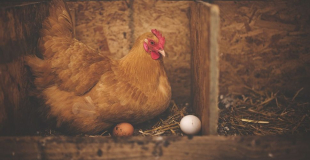 Co było najpierw - jajko czy kura? Odpowiedź